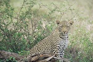 Leopard (Panthera pardus)