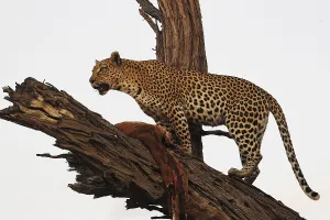 Uninhabited Prints: Leopard (panthera pardus), Adult standing in Tree