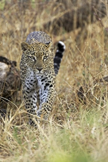 Approaching Prints: Leopard (Panthera pardus) approaching