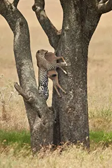 Wild Animals Prints: Leopard (Panthera pardus) carrying a days-old blue wildebeest (brindled gnu) (Connochaetes