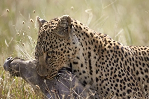 Serengeti Prints: Leopard (Panthera pardus) carrying a warthog