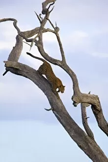 Leopard (Panthera pardus ) in dead tree, Kruger National Park, Mpumalanga