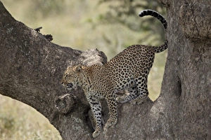 Leopard Prints: Leopard (Panthera pardus) descending from a tree, Serengeti National Park