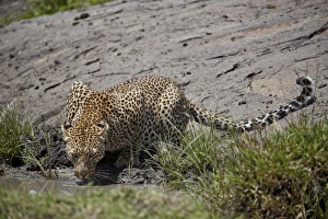Serengeti Prints: Leopard (Panthera pardus) drinking, Serengeti National Park, Tanzania, East Africa