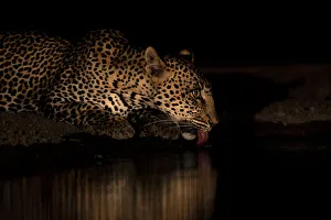 Hunt Prints: Leopard (Panthera pardus) drinking at night, Shompole, Kenya, East Africa, Africa