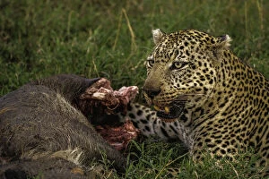 Endangered Species Gallery: A Leopard (Panthera pardus) eating a warthog in the Maasai Mara National Reserve, Kenya