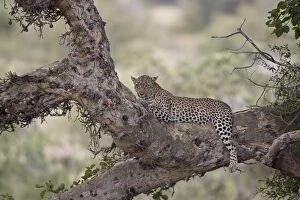 Safari Animals Gallery: Leopard (Panthera pardus) in a fig tree, Kruger National Park, South Africa, Africa