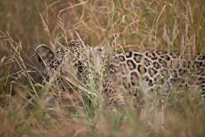 Wild Animals Prints: Leopard (Panthera pardus) hiding in tall grass, Kruger National Park, South Africa