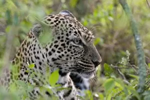 Leopard (Panthera pardus) with impala kill, Masai Mara National Reserve