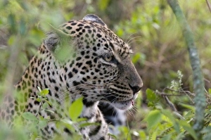 Images Dated 6th October 2008: Leopard (Panthera pardus) with impala kill, Masai Mara National Reserve