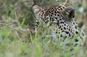Leopard Prints: Leopard (Panthera pardus), Mala Mala Game Reserve, South Africa, Africa