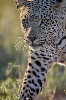 Big Cat Prints: Leopard (Panthera pardus), male, Kgalagadi Transfrontier Park, South Africa, Africa