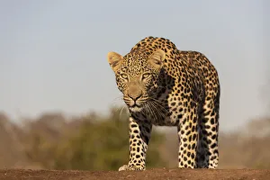 Wildlife Reserve Prints: Leopard (Panthera pardus) male, Zimanga private game reserve, KwaZulu-Natal, South Africa