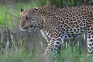 Big Cat Prints: Leopard (Panthera pardus) male