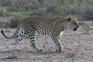 Big Cat Prints: Leopard (Panthera pardus) male