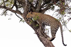 Leopard Prints: Leopard (Panthera pardus), Masai Mara, Kenya, East Africa, Africa