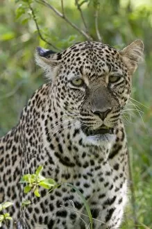Images Dated 6th October 2008: Leopard (Panthera pardus), Masai Mara National Reserve, Kenya, East Africa, Africa