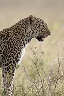 Images Dated 12th October 2007: Leopard (Panthera pardus), Masai Mara National Reserve, Kenya, East Africa, Africa