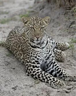 Images Dated 12th October 2007: Leopard (Panthera pardus), Masai Mara National Reserve, Kenya, East Africa, Africa