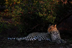 Leopard Prints: Leopard (Panthera pardus), Mashatu Game Reserve, Botswana, Africa