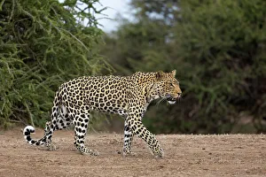 Big Cat Prints: Leopard (Panthera pardus), Mashatu Game Reserve, Botswana, Africa