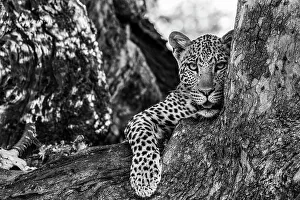Monochrome Prints: Leopard (Panthera pardus), Mashatu Game Reserve, Botswana, Africa