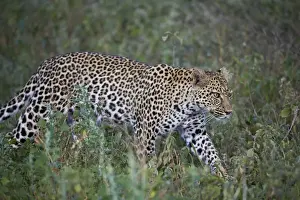 Leopard (Panthera pardus), Ngorongoro Conservation Area, UNESCO World Heritage Site