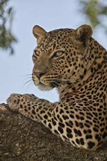 Leopard (Panthera pardus) relaxing in a tree, Serengeti National Park, Tanzania, East Africa
