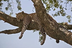 Serengeti Prints: Leopard (Panthera pardus) relaxing in a tree