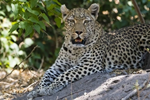 Lying On Front Prints: A leopard (Panthera pardus) resting in the shade, Botswana, Africa