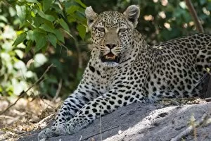 Eye Contact Gallery: A leopard (Panthera pardus) resting in the shade, Botswana, Africa