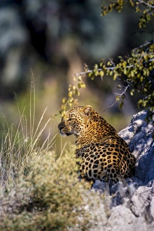 Images Dated 14th June 2009: Leopard (Panthera pardus) resting on a termite mound, Moremi, Okavango Delta, Botswana