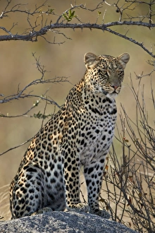 Leopard Prints: Leopard (Panthera pardus), Ruaha National Park, Tanzania, East Africa, Africa