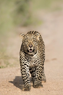 Leopard Prints: Leopard (Panthera pardus) in Sabi Sands, Greater Kruger, South Africa, Africa