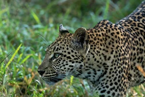 : Leopard (Panthera pardus), Sabi Sands Game Reserve, South Africa, Africa