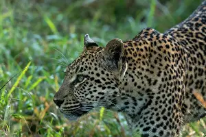 Leopard (Panthera pardus), Sabi Sands Game Reserve, South Africa, Africa