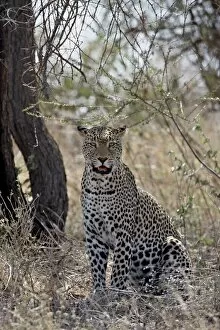 Images Dated 29th September 2007: Leopard (Panthera pardus), Samburu National Reserve, Kenya, East Africa, Africa