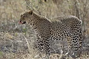 Images Dated 29th September 2007: Leopard (Panthera pardus), Samburu National Reserve, Kenya, East Africa, Africa