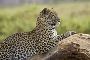 Leopard (Panthera pardus), Samburu National Reserve, Kenya, East Africa, Africa