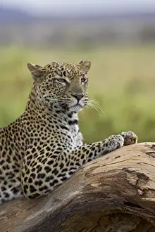 Leopard (Panthera pardus), Samburu National Reserve, Kenya, East Africa, Africa