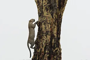 Endangered Species Gallery: Leopard (Panthera pardus), Seronera, Serengeti National Park, Tanzania, East Africa