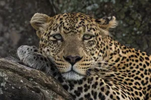 Leopard (Panthera pardus), Seronera, Serengeti National Park, Tanzania, East Africa
