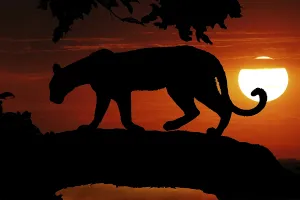 Silhouettes Prints: Leopard (panthera pardus), Silhouette in a Tree at Sunset