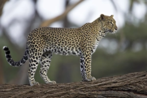 Big Cat Prints: Leopard (Panthera pardus) standing on log