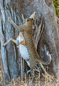 Endangered Species Gallery: Leopard (Panthera pardus), taking impala (Aepyceros melampus) up into tree