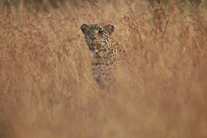 Leopard Prints: Leopard (Panthera pardus) in tall grass, Kruger National Park, South Africa, Africa