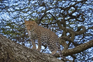 Serengeti Prints: Leopard (Panthera pardus) in a tree