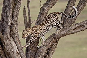 Feline Prints: Leopard (Panthera pardus) in a tree, Masai Mara National Reserve, Kenya