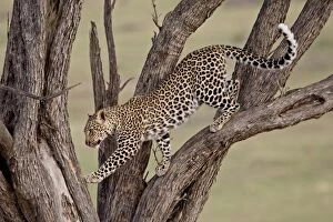 Leopard (Panthera pardus) in a tree, Masai Mara National Reserve, Kenya
