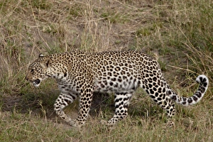 Images Dated 13th October 2007: Leopard (Panthera pardus) walking, Masai Mara National Reserve, Kenya, East Africa